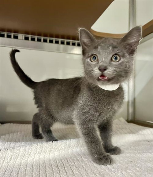 MR. POTATO, Baby Domestic Short Hair (medium coat), cat for adoption in Hayward, California
