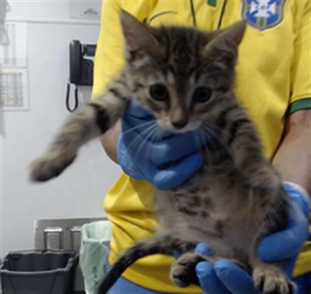 MISS POTATO, Baby Domestic Short Hair (medium coat), cat for adoption in Hayward, California