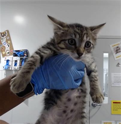 PARSLEY, Baby Domestic Short Hair (medium coat), cat for adoption in Hayward, California