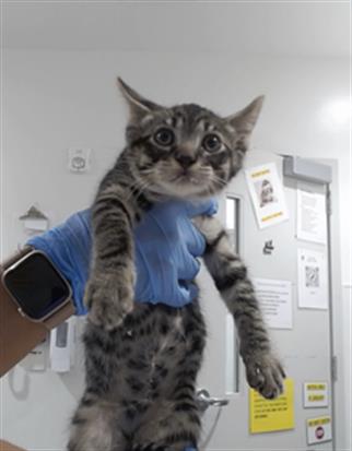 OREGANO, Baby Domestic Short Hair (medium coat), cat for adoption in Hayward, California