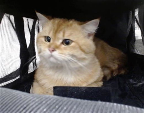 LUCKY, Young Domestic Medium Hair (medium coat), cat for adoption in Union City, California