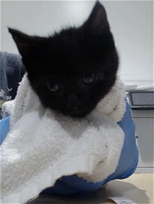ROSALIA, Baby Domestic Short Hair (medium coat), cat for adoption in Union City, California
