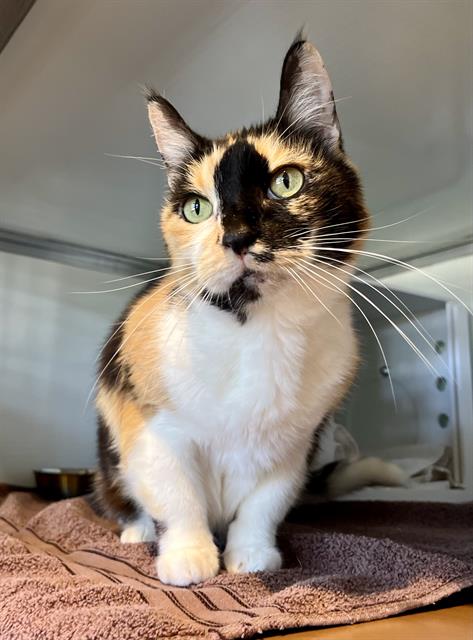 ORLINDA, an adoptable Domestic Short Hair in San Francisco, CA