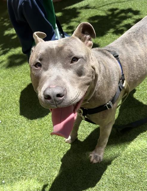 ROQUI, an adoptable Pit Bull Terrier in San Francisco, CA