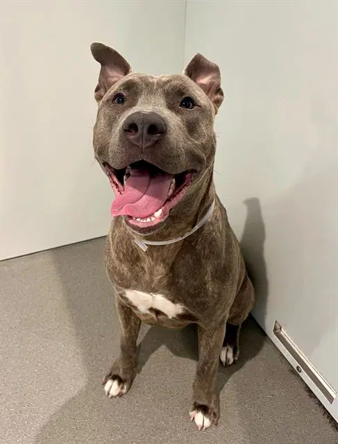 Roqui - Pit Bull Terrier