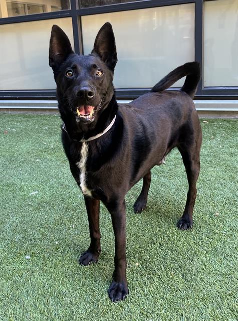HUGO, an adoptable Australian Kelpie in San Francisco, CA