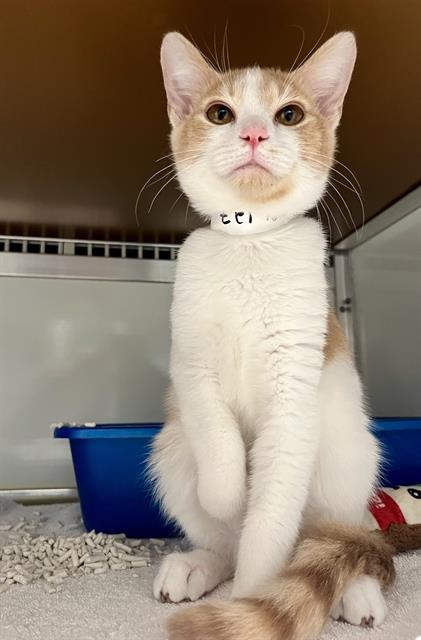 THOMAS, an adoptable Domestic Short Hair in San Francisco, CA