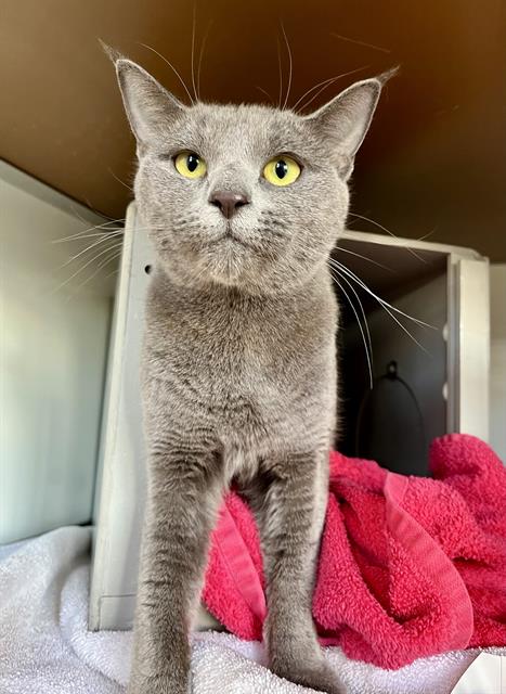 MILLIE, an adoptable Domestic Short Hair in San Francisco, CA