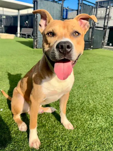 Kangaroo Jack - Pit Bull Terrier