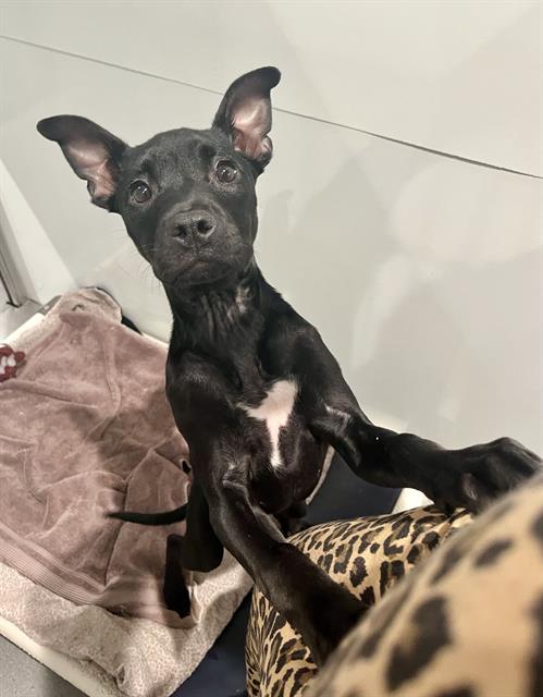 LIANA, an adoptable Labrador Retriever in San Francisco, CA