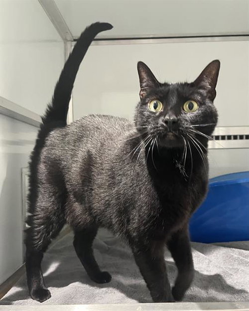HUNTER, an adoptable Domestic Short Hair in San Francisco, CA