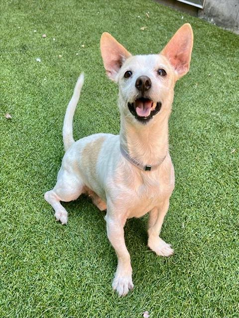 FRIDAY, an adoptable Jack Russell Terrier in San Francisco, CA