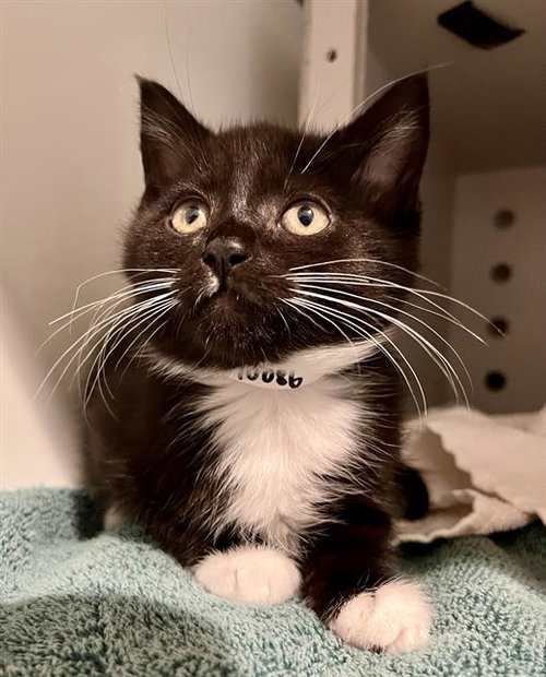 HANNAH, an adoptable Domestic Short Hair in San Francisco, CA