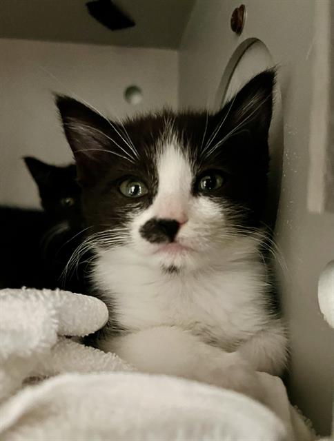 CHARM, an adoptable Domestic Short Hair in San Francisco, CA