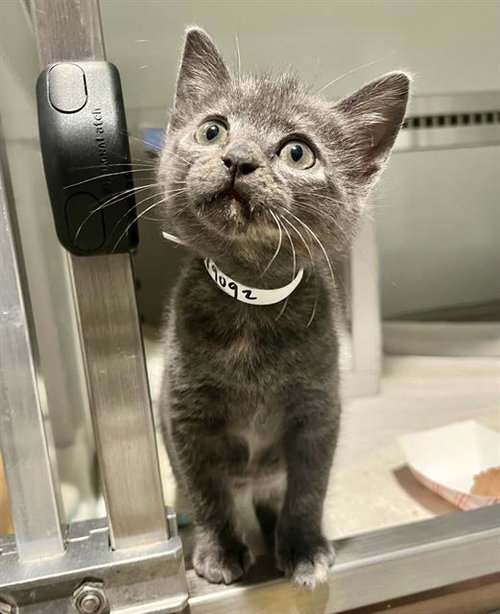VILLANELLE, an adoptable Domestic Short Hair in San Francisco, CA