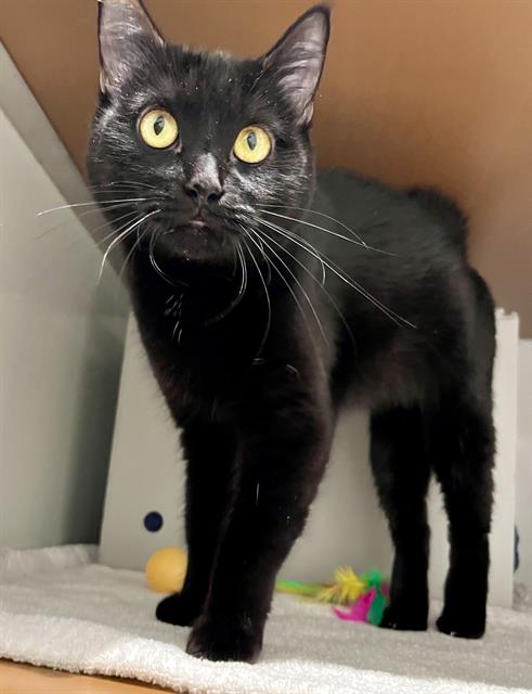 OLIVIA, an adoptable Domestic Medium Hair in San Francisco, CA