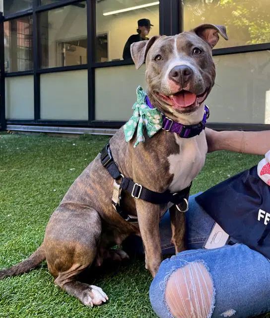 Shay Shay - Pit Bull Terrier