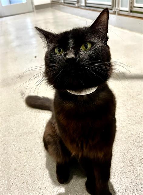 MARCELLO