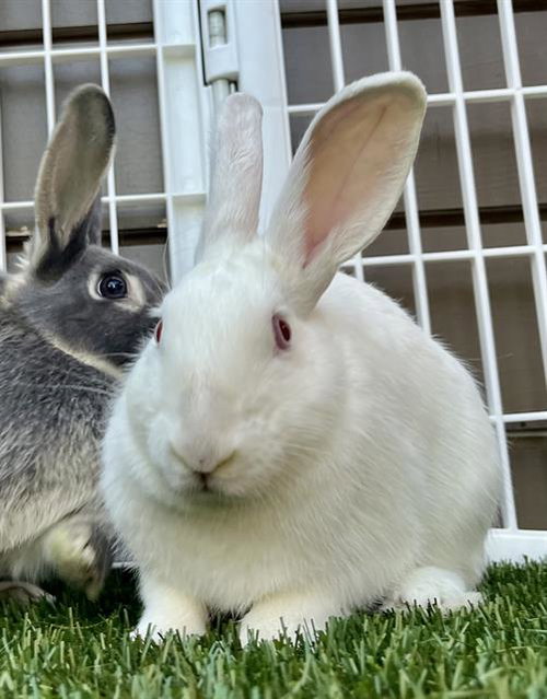 DAWN, a rabbit for adoption from San Francisco Animal Care & Control