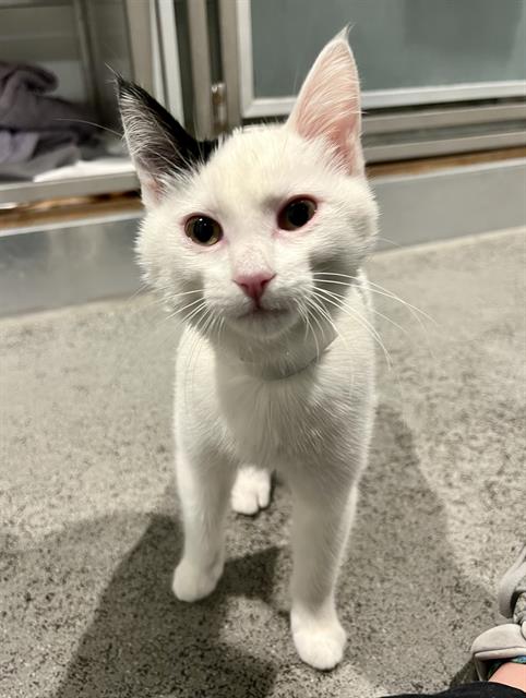 Bowie