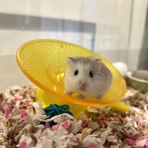 Penny