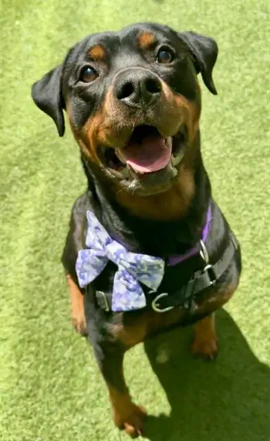 Lottie - Rottweiler