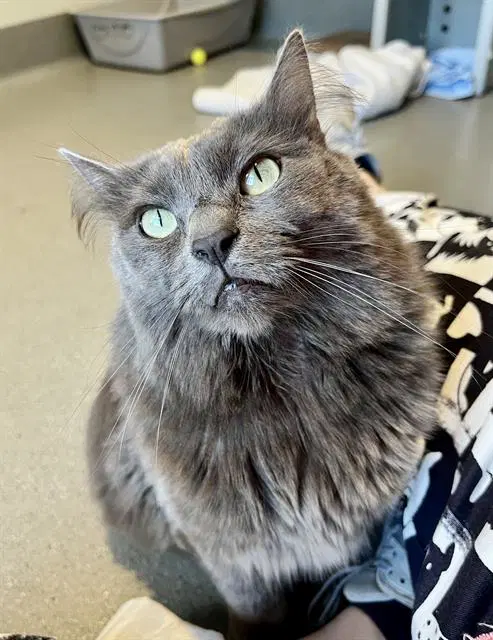 Princess - Domestic Medium Hair