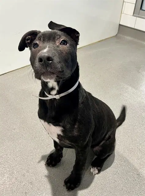 Cher - Pit Bull Terrier