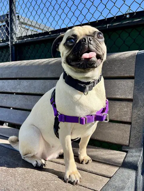 Weekly - Pug