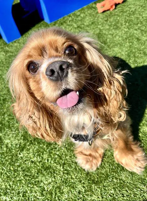 Daily - Cocker Spaniel