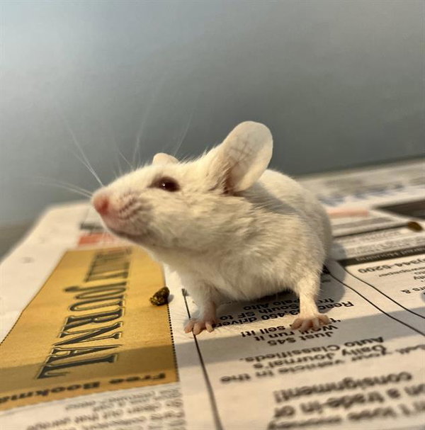 DUMBO