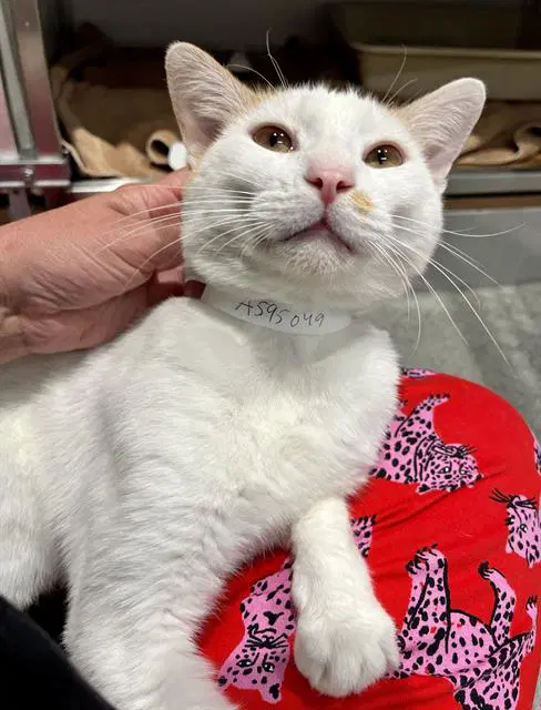 Squinci - Domestic Short Hair