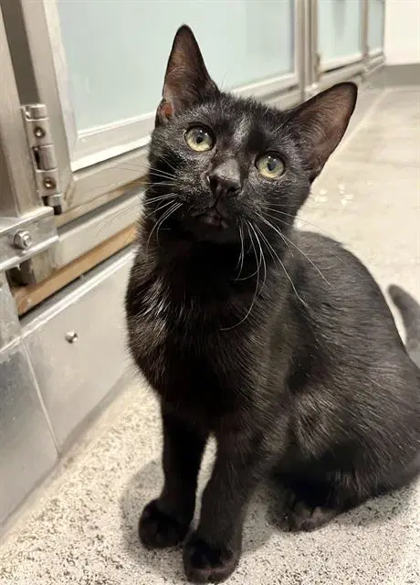 Marlon - Domestic Short Hair