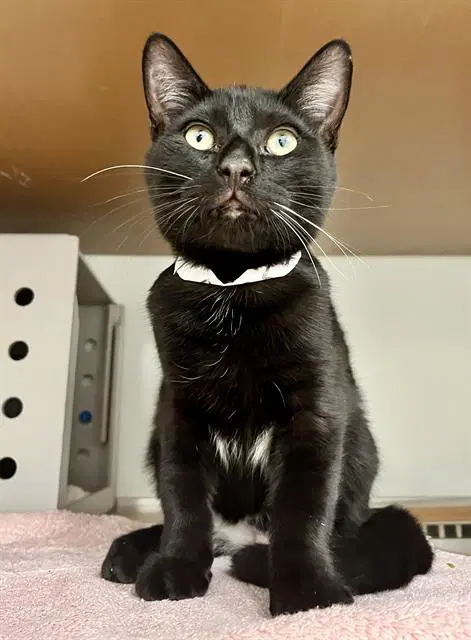 Brando - Domestic Short Hair