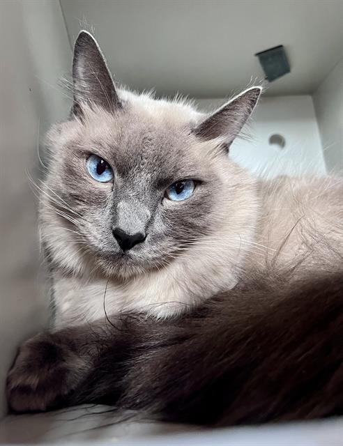 picture of the cat needing adoption