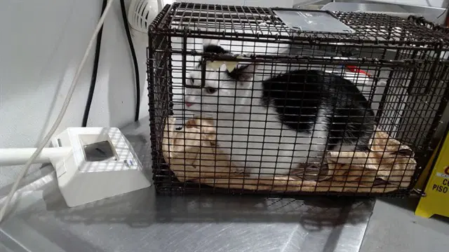 Spooky Mittens - Domestic Short Hair