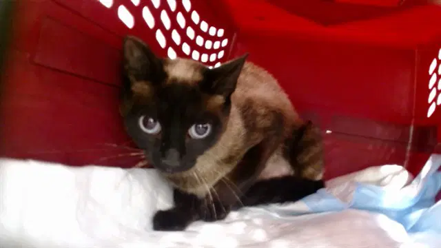 Sheba - Domestic Short Hair