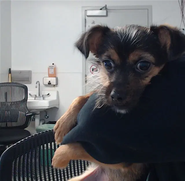 Rocky - Yorkshire Terrier Yorkie