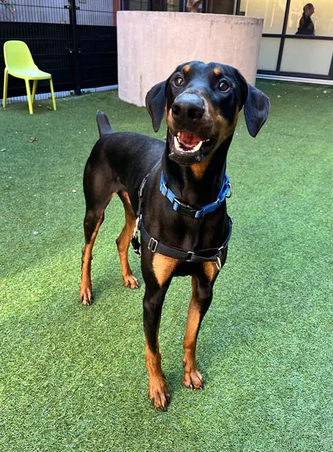 Rango - Doberman Pinscher