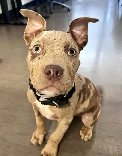 Chipwich - Pit Bull Terrier