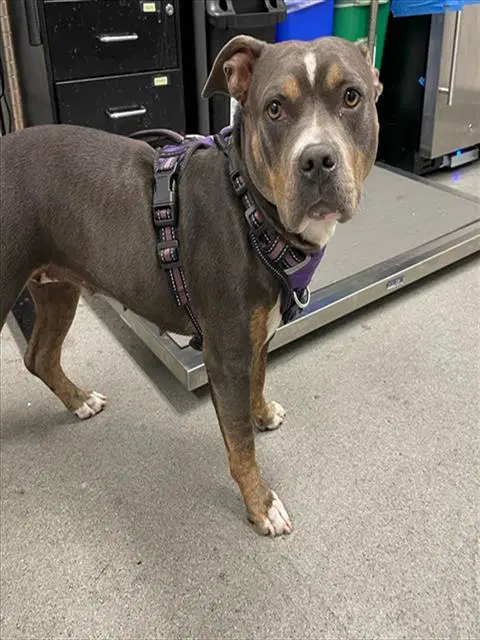 Fleur - Pit Bull Terrier
