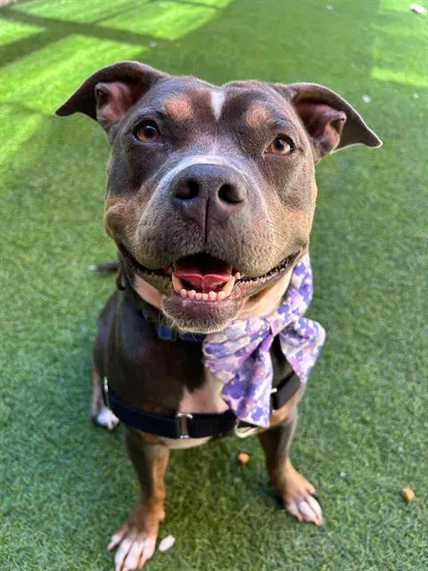 Fleur - Pit Bull Terrier
