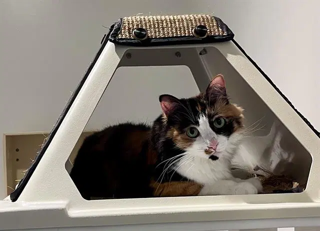 Penny - Domestic Medium Hair