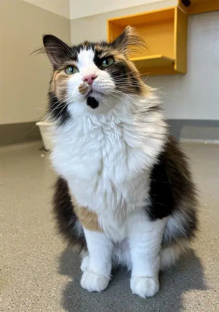 Penny - calico
