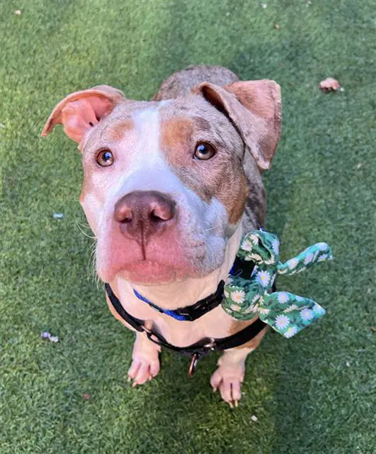 Fable - Pit Bull Terrier