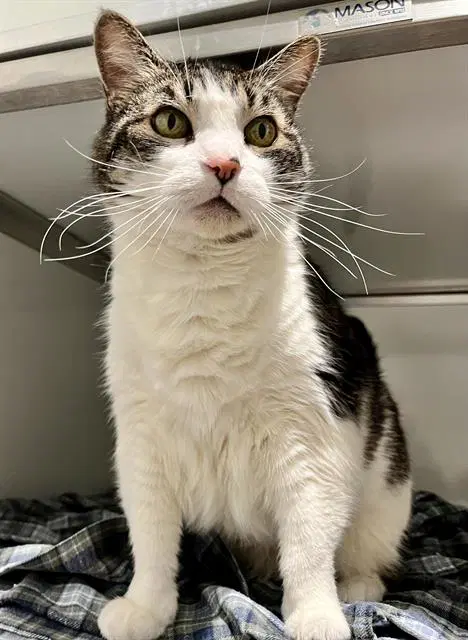 Saddle Back - Domestic Short Hair