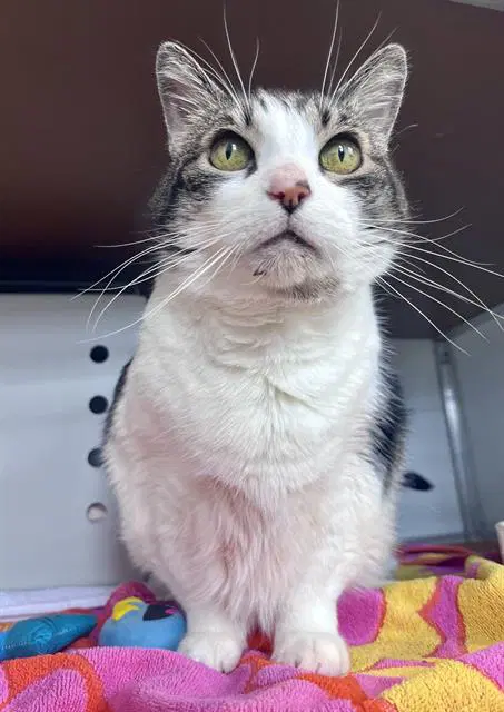 Saddle Back - Domestic Short Hair