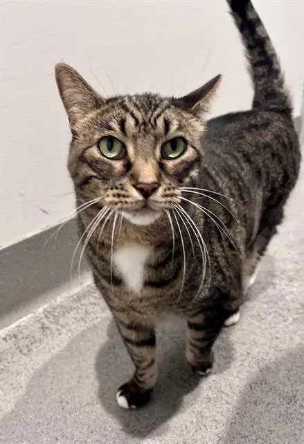 Oliver Twist - Domestic Short Hair
