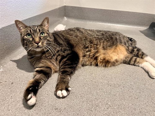 OLIVER TWIST, a cat for adoption from San Francisco Animal Care & Control
