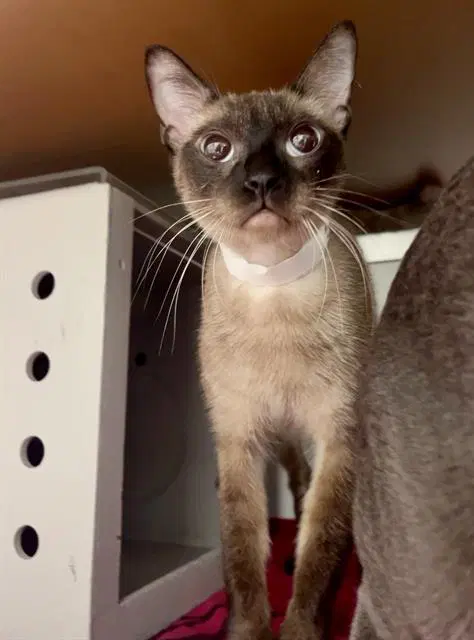 Effies - Siamese